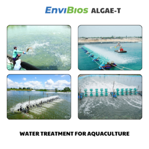 Aquaculture Ponds Water Treament EnviBios ALGAE-T